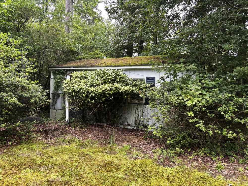 Overgrown white shed surrounded by dense foliage ready for residential demolition and site clearing.